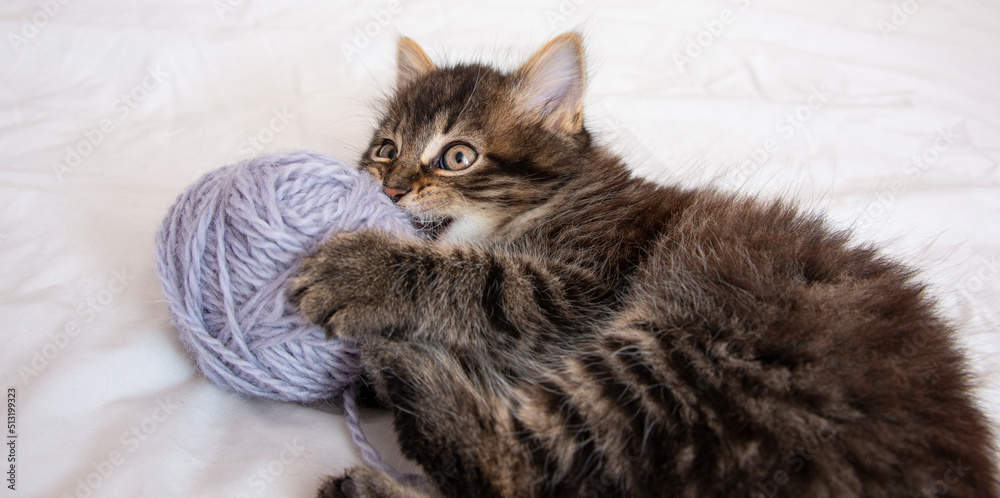 cute kitten playing in a bed cute kitten playing in a bed