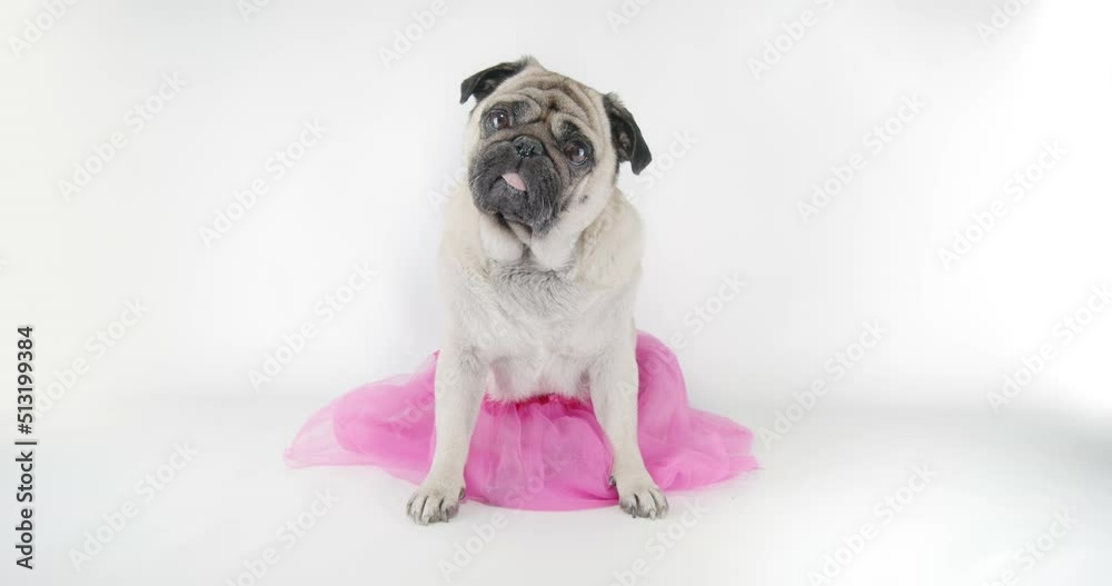 Funny, cute female pug dog dressed pink skirt, dress look like girl