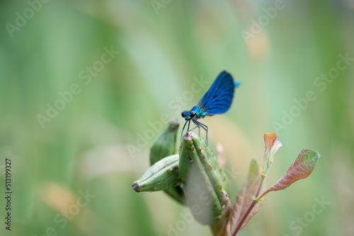 blue dragonfly banded demoiselle damselfly calopteryx splendens