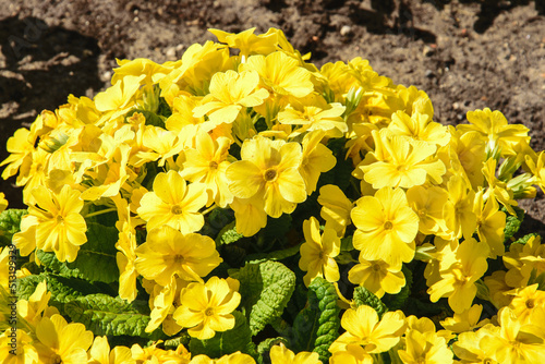 Blurred blossom spring yellow Primrose ,primula vulgaris.