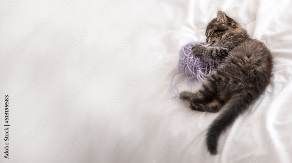 cute kitten playing in a bed