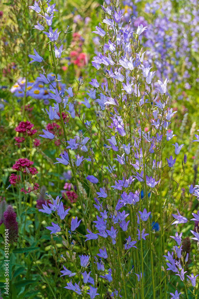 Fototapeta premium Wildblumenwiese