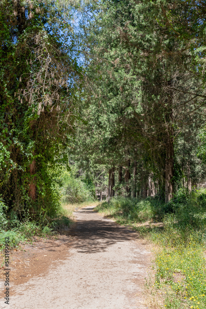 Trails at Nahal Hashofet at Ramot Menashe Forest part of the Carmel mountain range in Israel
Trails at Nahal Hashofet at Ramot Menashe Forest part of the Carmel mountain range in Israel