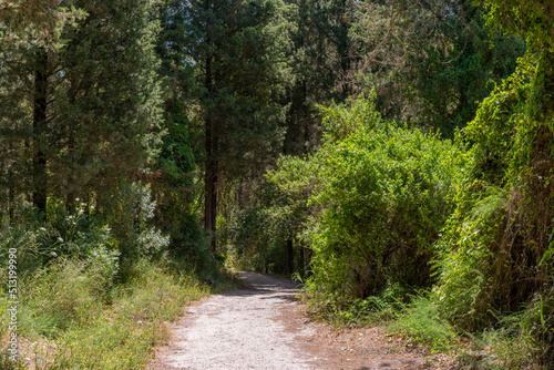 Trails at Nahal Hashofet at Ramot Menashe Forest part of the Carmel mountain range in Israel
 photo