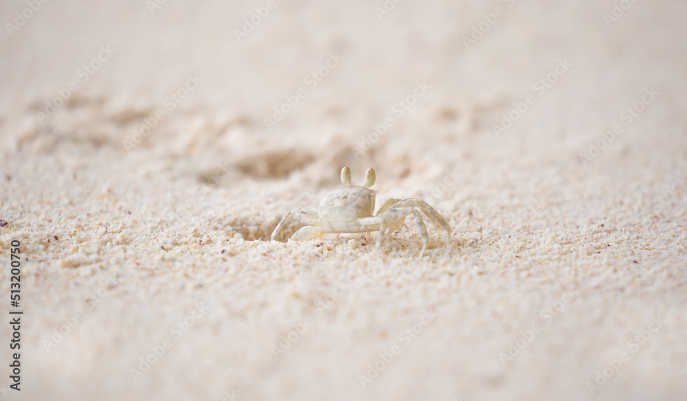 A crab on the beach is running on the white sand. Exotic animals in the resorts of tropical islands. The concept of a beach holiday in the tropics. A crab on the beach is running on the white sand. Exotic animals in the resorts of tropical islands. The concept of a beach holiday in the tropics.