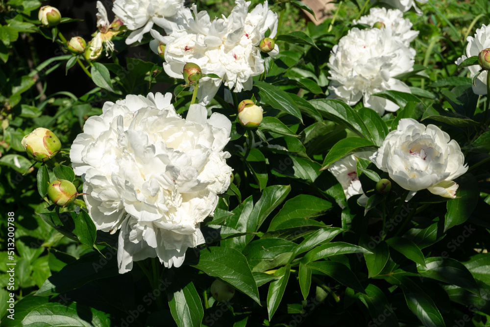 White peony in garden White peony in garden