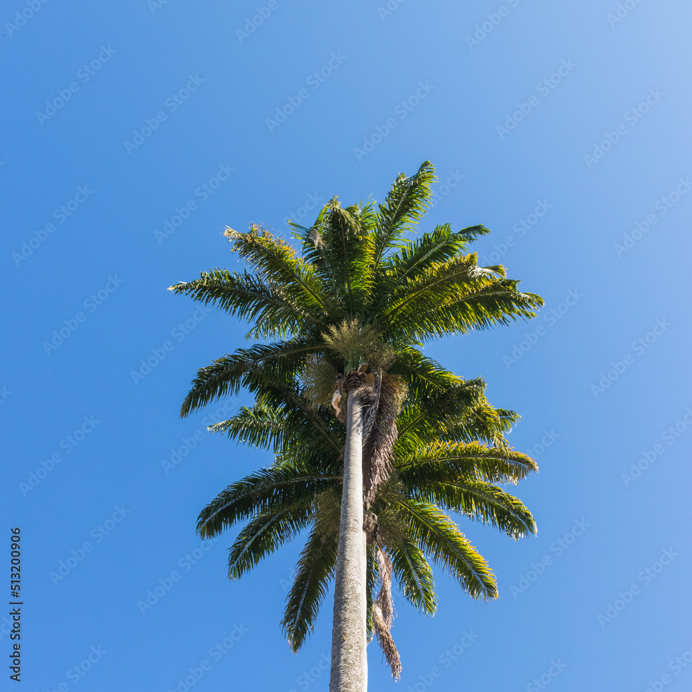 Árvore coqueiro verde com céu azul Árvore coqueiro verde com céu azul