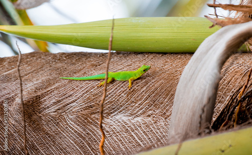 Lizard on Palm Leaves Tropical Background Sun Light Holiday Travel Design Space Palm Trees Branches Landscape Indonesia Seychelles Philippines Travel Island Relax Sea Ocean. green felzuma photo
