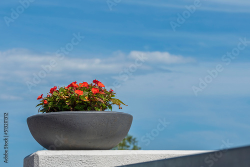 flowers in a pot on the wall against blue sky