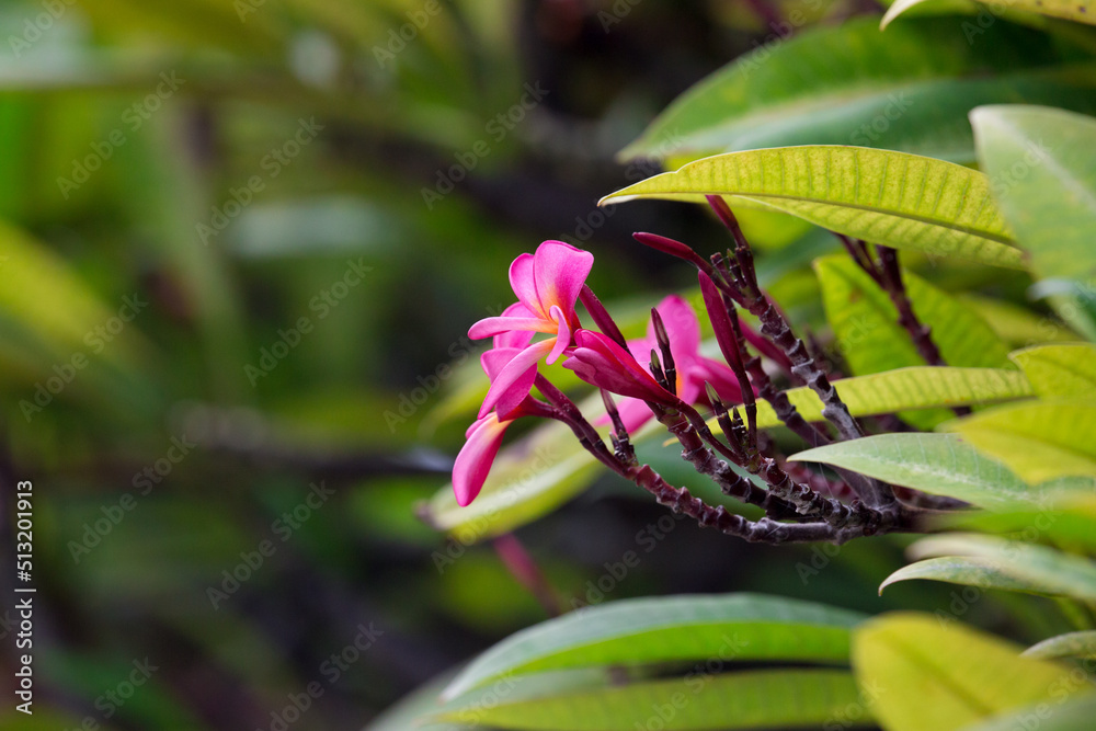 Obraz premium Exotic Tropical Flower White Resort, Travel Vacations Luxury Freshness Maldives Thailand, Indonesia Bora Bora Sri Lanka Bali Dominican Republic as background Jamaica Cuba Hawaii Egypt