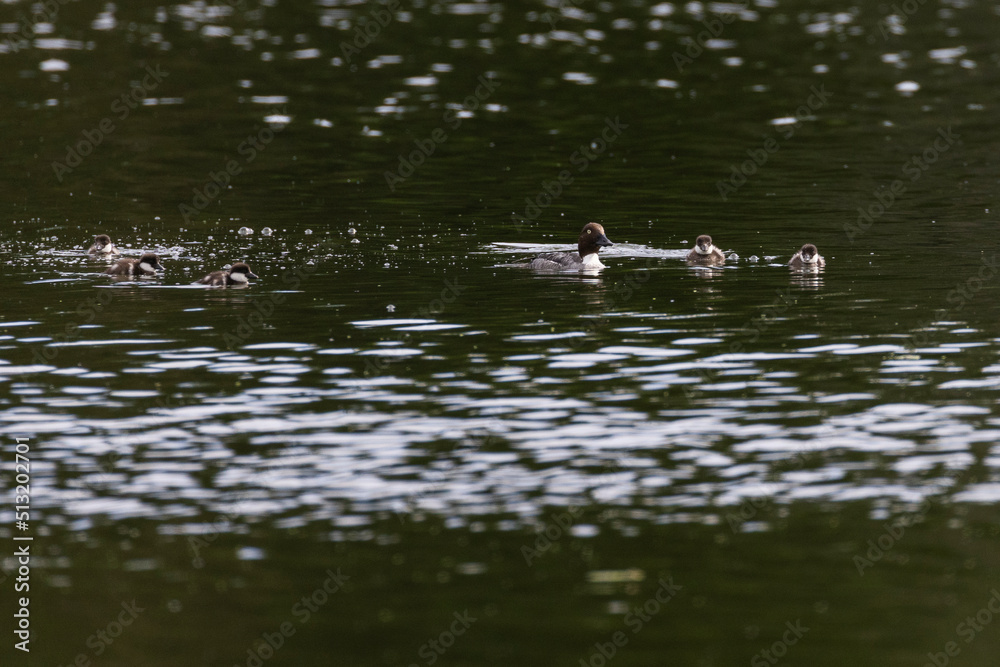 Common goldeneye or simply goldeneye (Bucephala clangula) with babies Common goldeneye or simply goldeneye (Bucephala clangula) with babies
