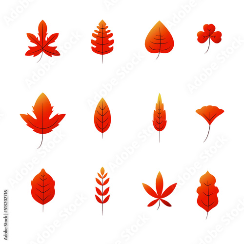 autumn leaf variety with a characteristic red tint