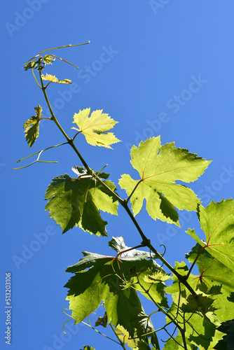 Fresh Green Vine Leaves in a Vineyard against stunning blue sky