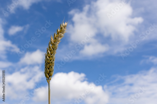 Almost ripe wheat ear against a blue sky with loose clouds
