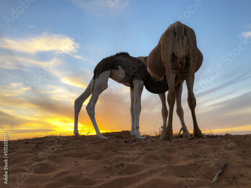 camels in western sahara desert
