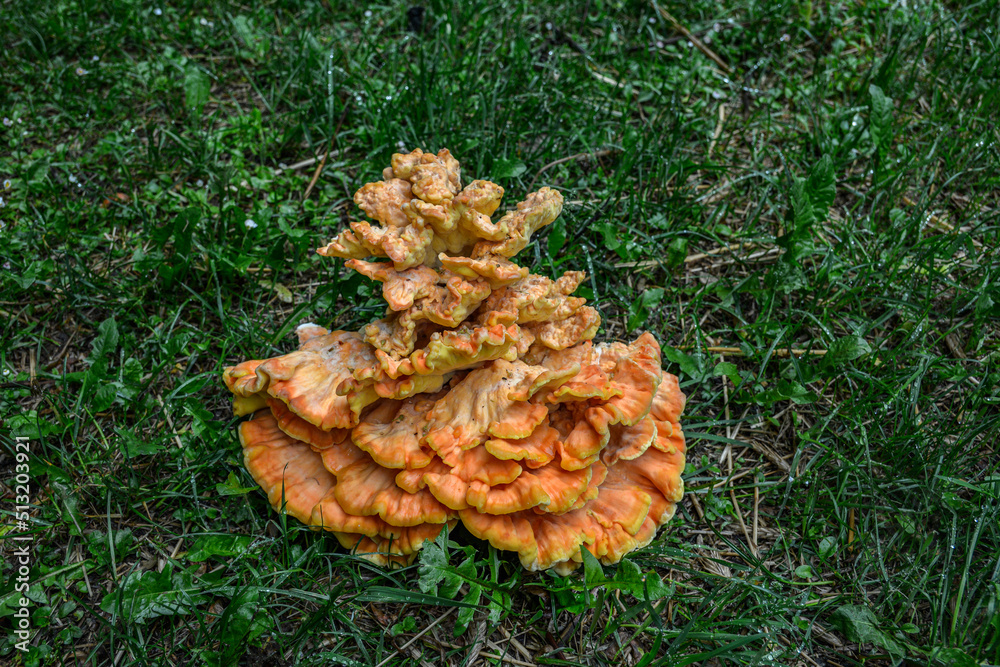 Laetiporus sulphureus Sulfur Shelf mushroom Laetiporus sulphureus Sulfur Shelf mushroom