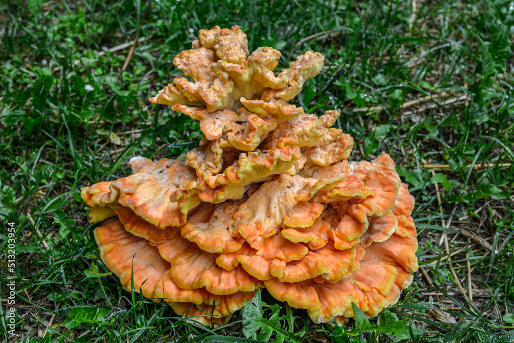 Laetiporus sulphureus Sulfur Shelf mushroom Laetiporus sulphureus Sulfur Shelf mushroom