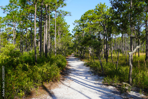 Trail through a longleaf pine forest in North Carolina photo