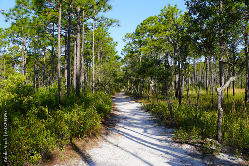 Trail through a longleaf pine forest in North Carolina