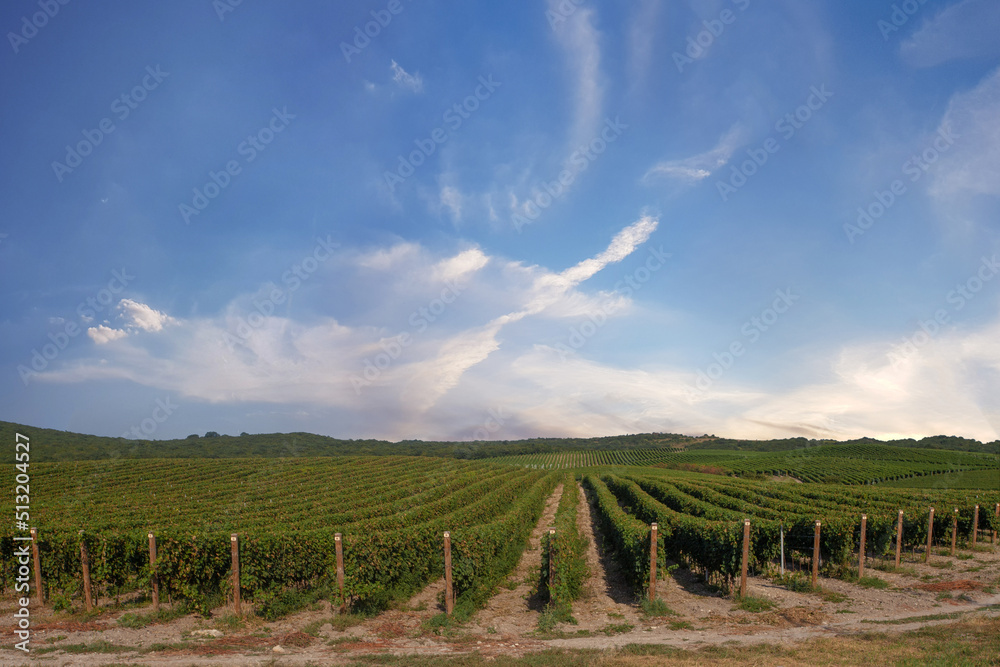 Vineyard against blue sky with white clouds background, countryside view