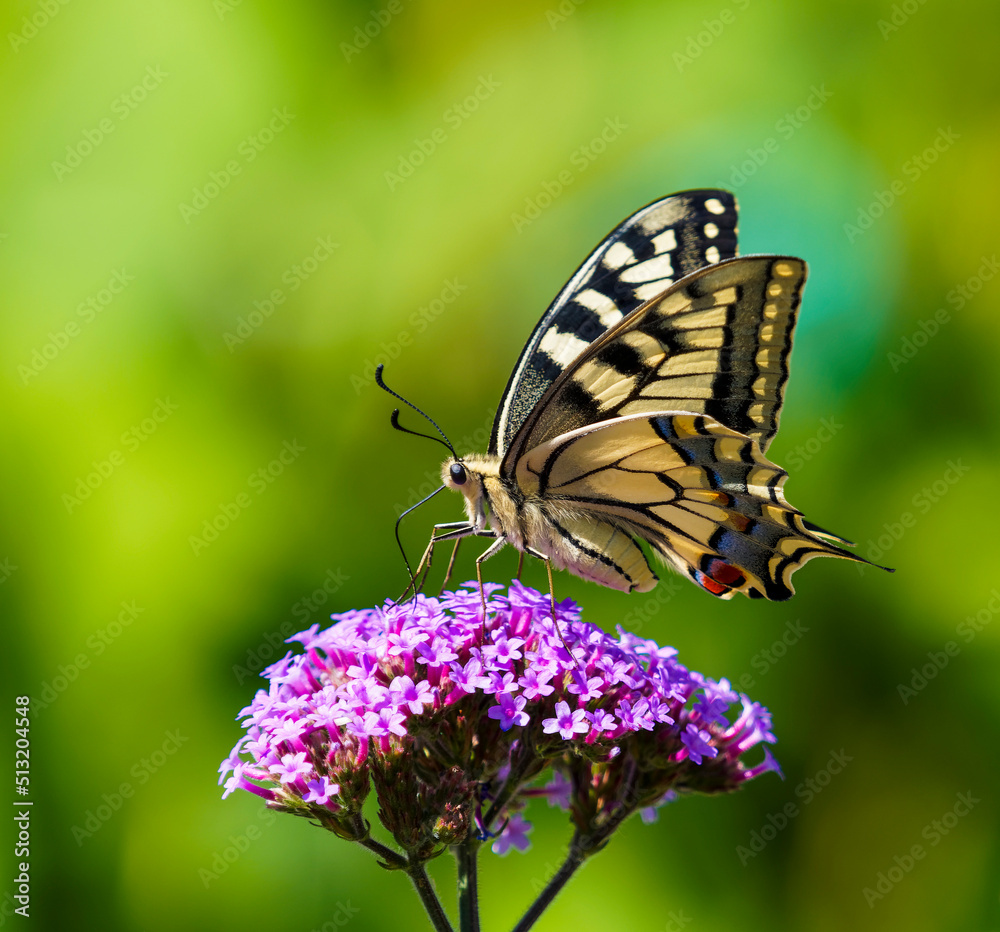 Obraz premium (Papilio machaon) Common yellow swallowtail or Old World swallowtail with protruding tails paused on a purpletop vervain flower (Verbena Bonariensis), sipping its nectar