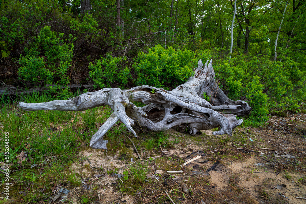 Michigan Summer Wetlands, Lakes, Ponds and Swamps Michigan Summer Wetlands, Lakes, Ponds and Swamps