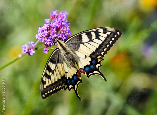 Fototapeta na wymiar (Papilio machaon) Old World swallowtail or common yellow swallowtail, spectacular butterfly with hindwings with protruding tails like tails of swallows