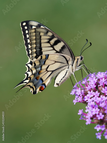 (Papilio machaon) Common yellow swallowtail or Old World swallowtail with protruding tails paused on a purpletop vervain flower (Verbena Bonariensis), sipping its nectar photo