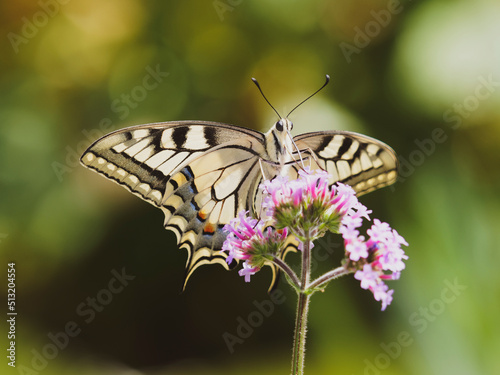 Common yellow swallowtail (Papilio machaon). Closeup front view on a purpletop vervain flower sipping its nectar © Marc
