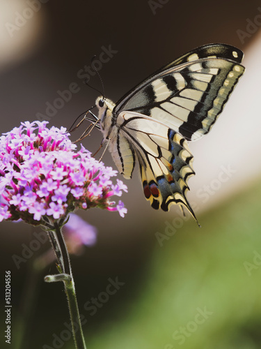(Papilio machaon) Old World swallowtail or common yellow swallowtail, spectacular butterfly with hindwings with protruding tails like tails of swallows photo