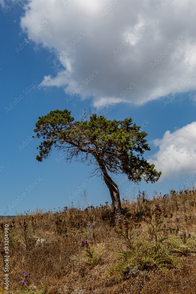 A tree growing on a hillside in Northern Cyprus A tree growing on a hillside in Northern Cyprus