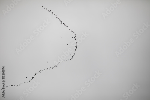 bird migration of geese on the sky