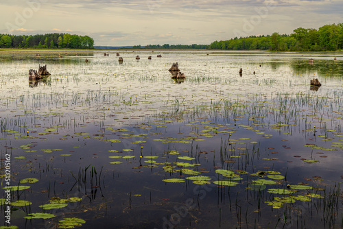 Michigan Summer Wetlands, Lakes, Ponds and Swamps