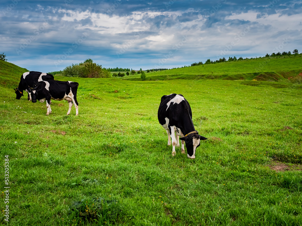 Cows graze in a green meadow. Rural composition. Black and white Holstein cows Cows graze in a green meadow. Rural composition. Black and white Holstein cows