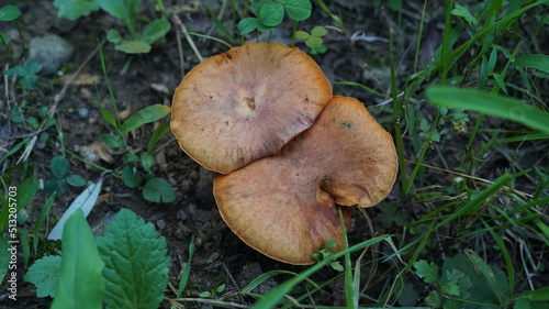 mushrooms in the forest ground