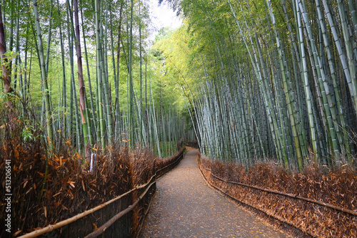 5月の朝に歩く京都市嵐山の竹林の小径