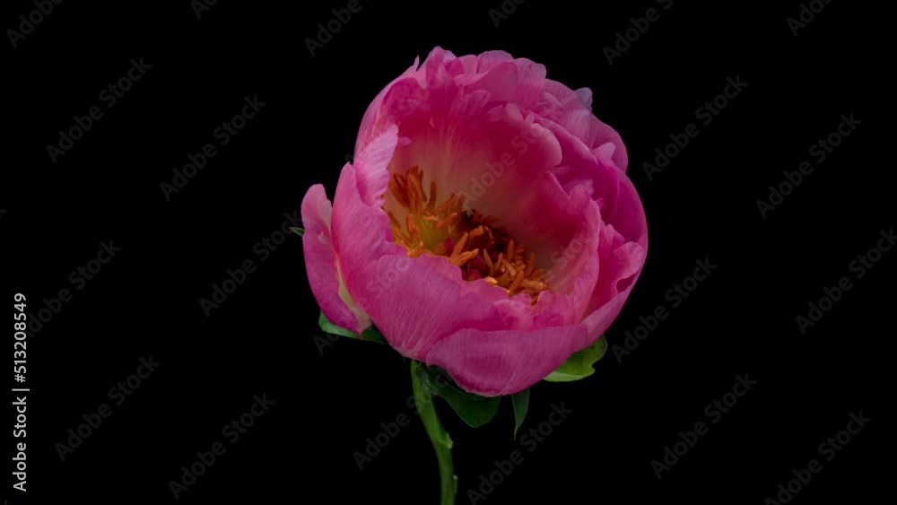 Timelapse of pink peony flower blooming on black background. Timelapse of pink peony flower blooming on black background.