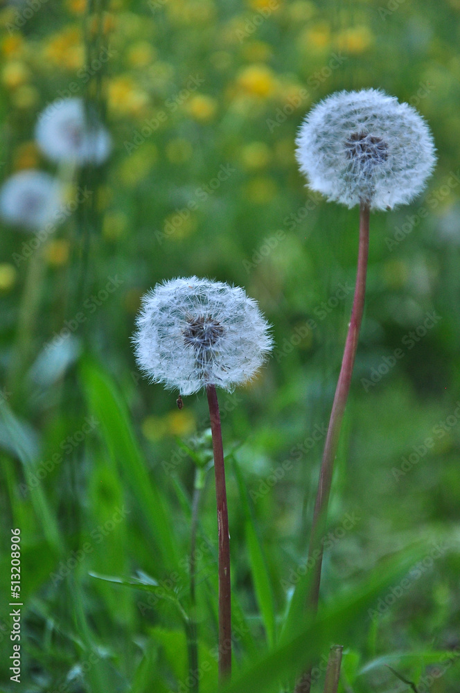 Two dandelion seed heads, more on the background,