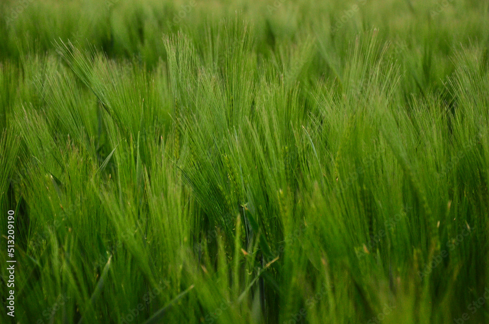 Close up of fresh morning green wheat in spring