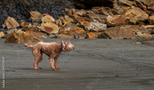 Wet Dog Shaking on Beach