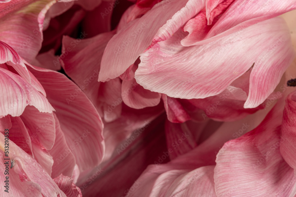 pink flower petals. macro. wallpaper. screensaver