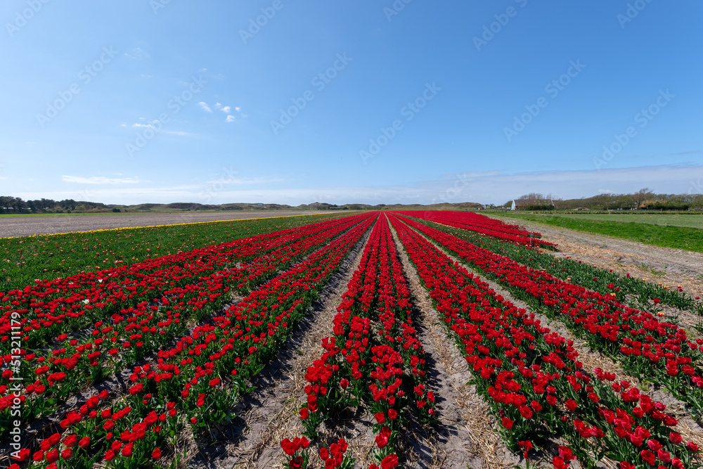 View over the beautiful tulip fields on the island of Texel, Netherlands