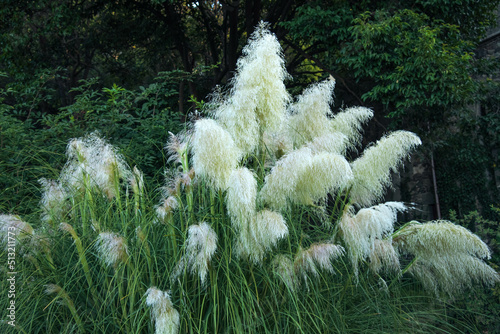 white pampas grass, white feather, cortaderia photo