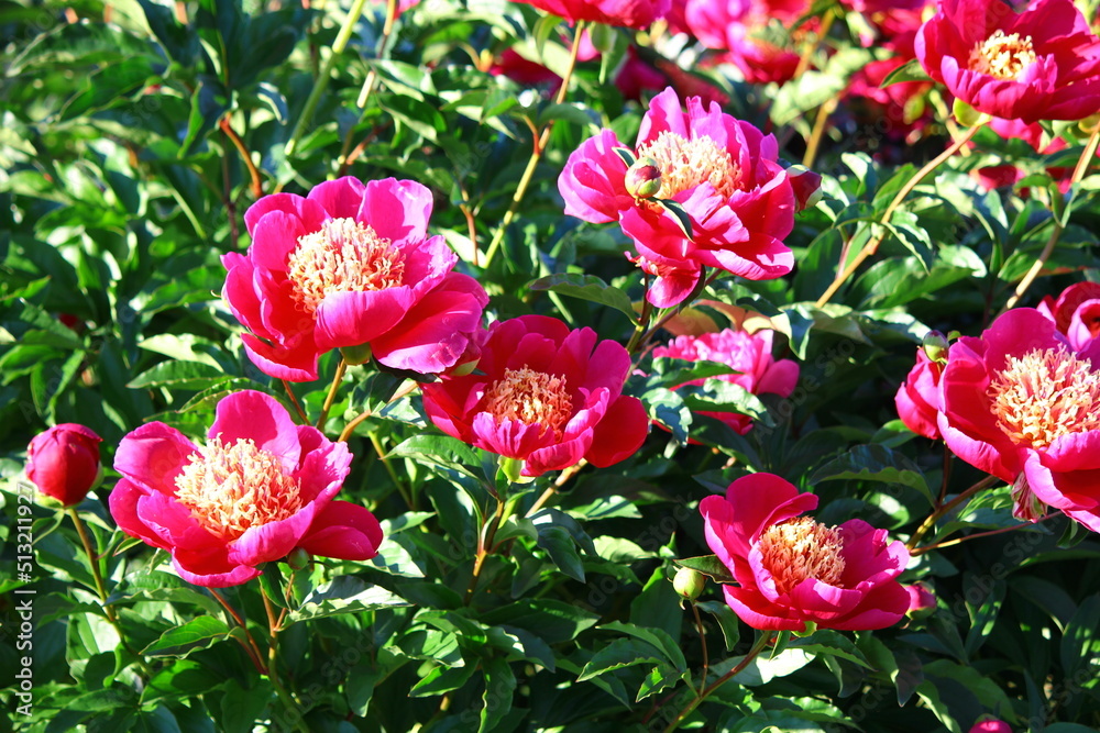 Kwiaty piwonii chińskiej (paeonia lactiflora)