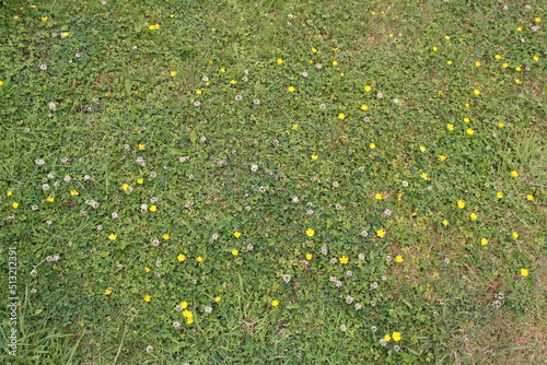 Fototapeta Naklejka Na Ścianę i Meble -  a green lawn with white clover and yellow buttercups