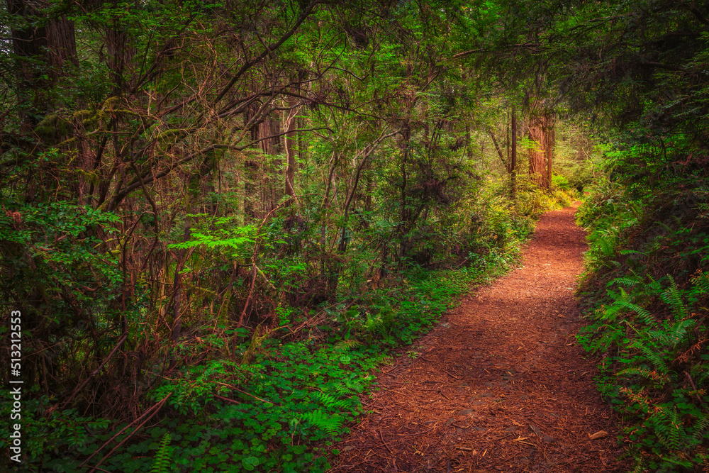 Winding trail in Redwood National Park Winding trail in Redwood National Park
