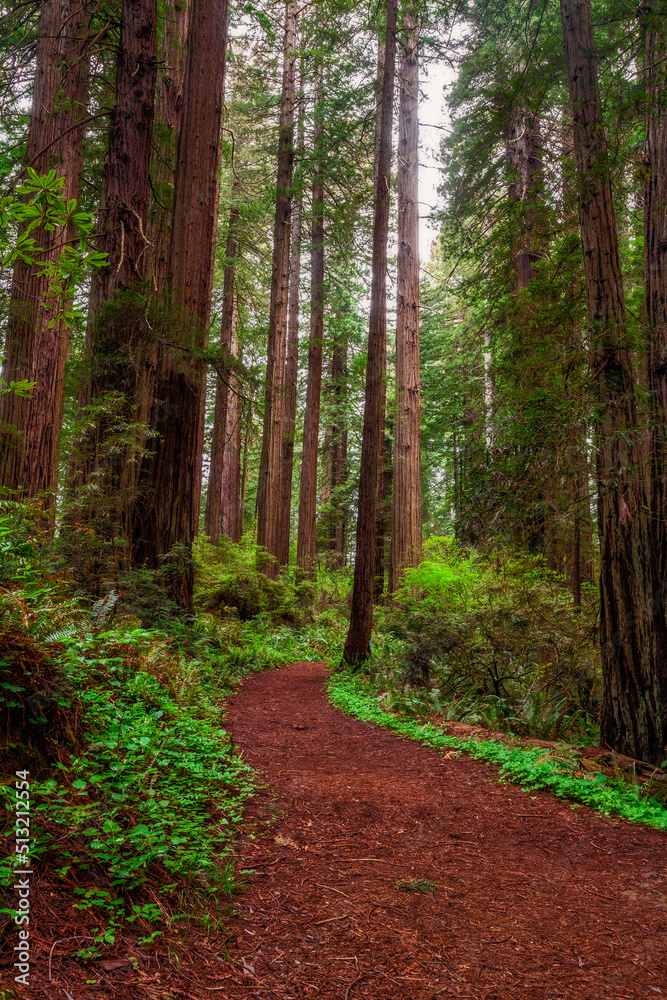 Trail into Redwood National Park