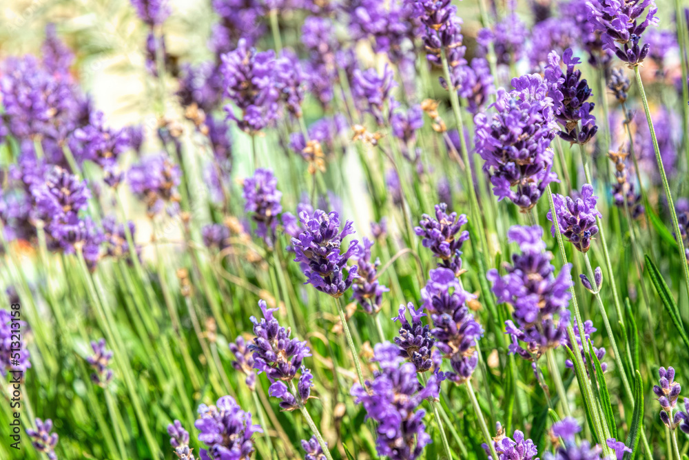 Summy summer purple lavender field