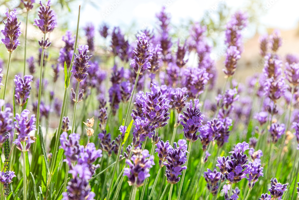 Obraz premium Summy summer purple lavender field
