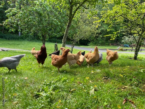 Chickens free range eating in the grass © Dena Aitken